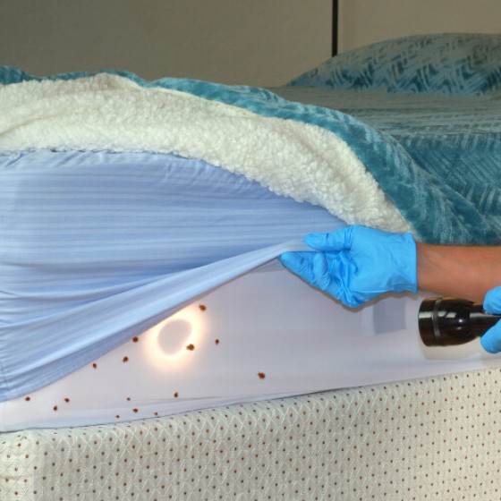 (5 liter) Semprotan Pembasmi Kumbang Kasur NOPE CP - Perawatan tidak berbau dan tidak bernoda, cocok untuk kasur, rangka tempat tidur, karpet, dan furnitur.